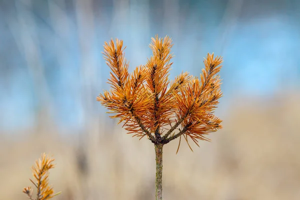 Oude Paddestoel Bij Voorkant — Stockfoto