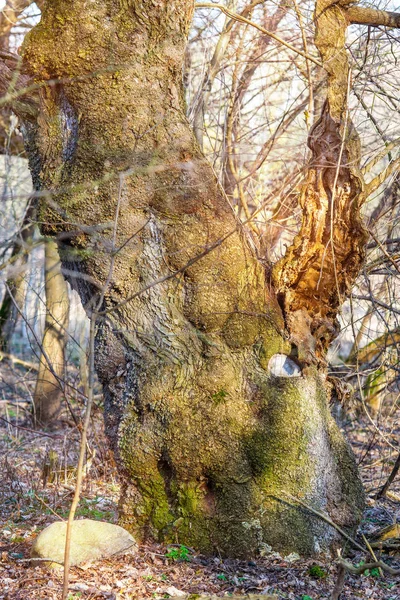 Neobvyklé Strom Lese — Stock fotografie