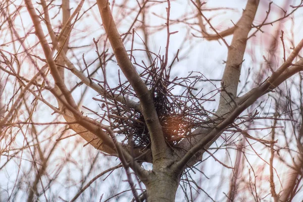 Ptačí Hnízdo Jaře — Stock fotografie