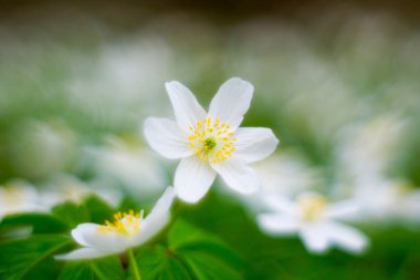 ilk orman bahar çiçekleri