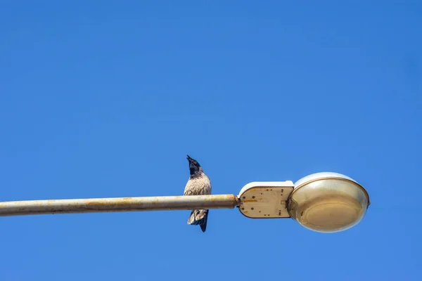 Crow Zit Stad — Stockfoto