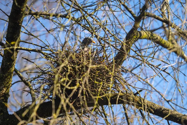 Dove Nest Luiken — Stockfoto