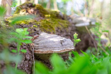 Ormandaki ağaç mantarı