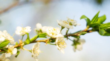 Açık havada çiçek görüntüleri