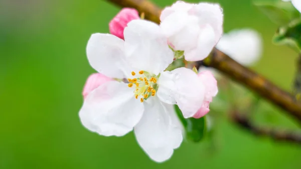 Açık havada çiçek görüntüleri