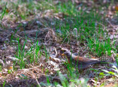 kuş parkta yürüyor