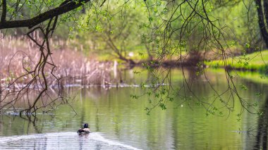 kuş parkta yürüyor