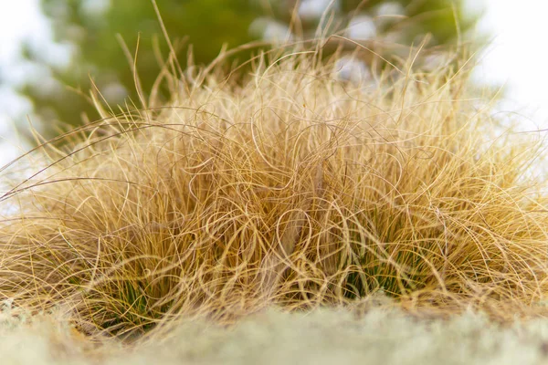 Plantes Gros Plans Dans Forêt — Photo