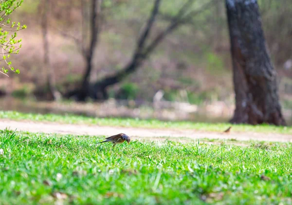 Vogel Wandelingen Het Park — Stockfoto