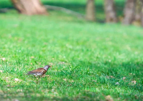 Vogel Wandelingen Het Park — Stockfoto