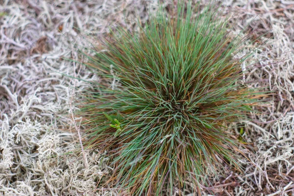 Plantes Gros Plans Dans Forêt — Photo