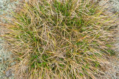 alanında yaşayan bitkilerin doku