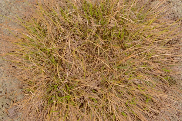 Textuur Van Levende Planten Het Veld — Stockfoto