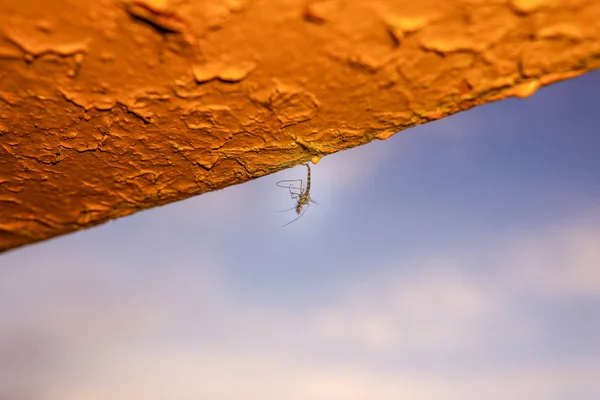 Mosquito Zonsondergang Achtergrond — Stockfoto