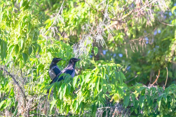 Cuervo Parque — Foto de Stock