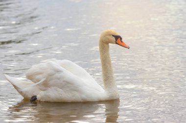 Suyun üstünde yabani kazlar