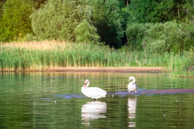 Suyun üstünde yabani kazlar