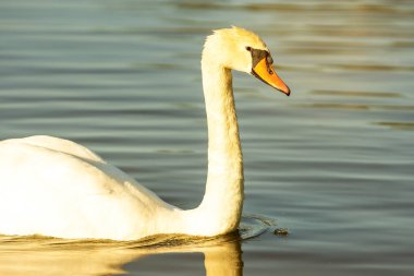 Suyun üstünde yabani kazlar