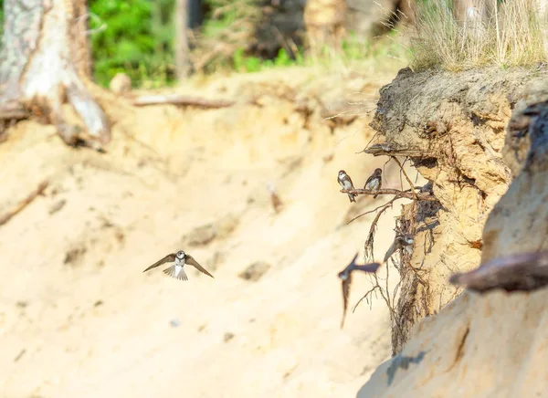 Nehir Swifts Yakın Yuvaları — Stok fotoğraf