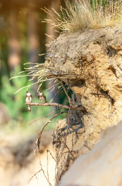 Rapides Près Des Nids — Photo