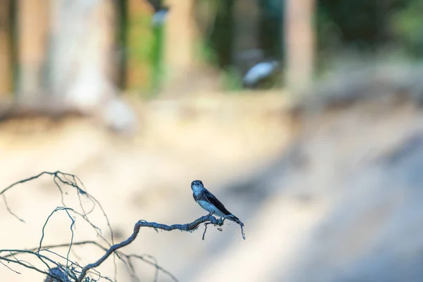 nehir Swifts yakın Yuvaları
