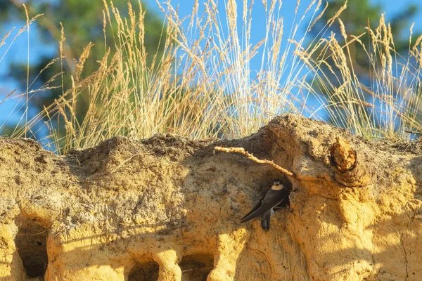 Nehir Swifts Yakın Yuvaları — Stok fotoğraf