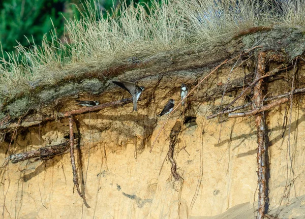 Nehir Swifts Yakın Yuvaları — Stok fotoğraf
