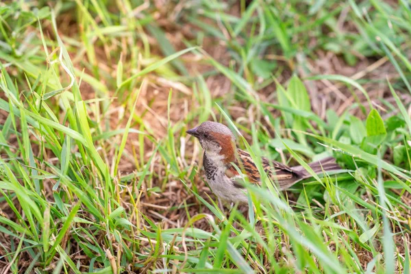 Sparrow Loopt Het Gras — Stockfoto