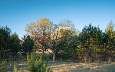 Avrupa 'nın merkezinde resim meşe ormanı