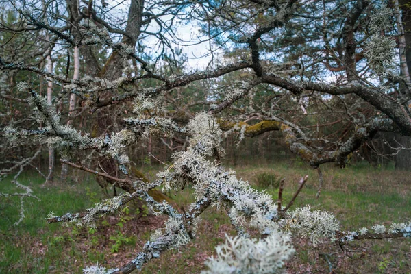 Floresta Pitoresca Carvalho Centro Europa — Fotografia de Stock