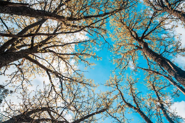 Avrupa Nın Merkezinde Resim Meşe Ormanı — Stok fotoğraf