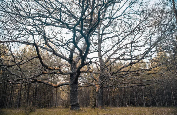 欧洲中部风景如画的橡木林 — 图库照片