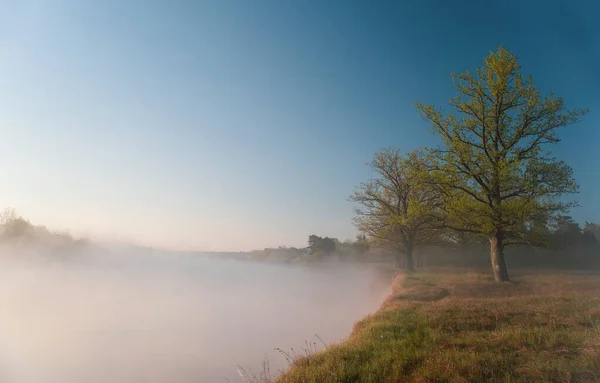 Tôt Matin Dans Forêt Chênes Sur Rivage — Photo