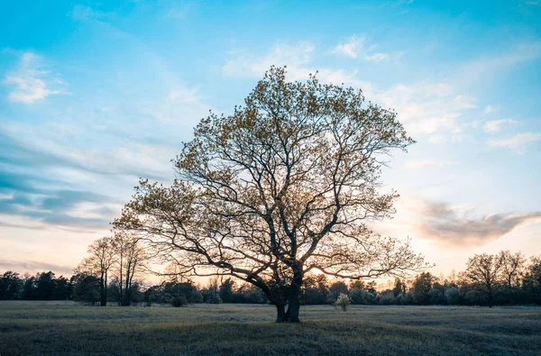 Resimli bir meşe koruluğunda gün batımı