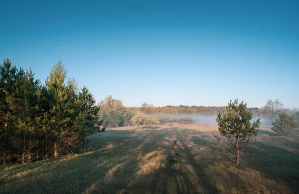 Vroege Ochtend Het Eikenbos Aan Kust — Stockfoto