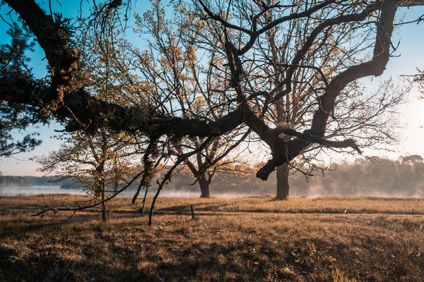 Vroege Ochtend Het Eikenbos Aan Kust — Stockfoto