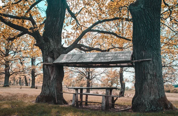 Resimli bir meşe ormanında dinlenmek için bir yer.