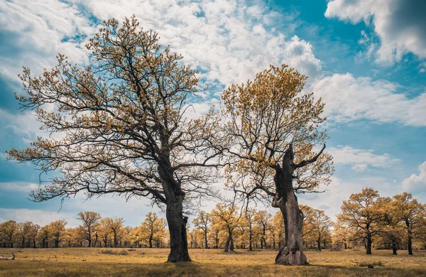 Avrupa Nın Merkezinde Resim Meşe Ormanı — Stok fotoğraf