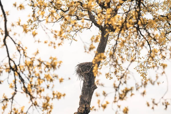 Vogelnesten Europees Eikenhout — Stockfoto