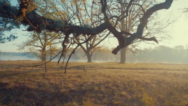 Temprano Mañana Junto Río — Vídeo de stock