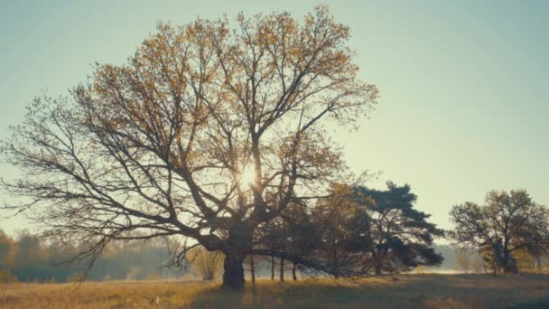 Frühmorgens Fluss — Stockvideo