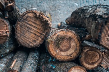 Örümceklerin doğadaki üretimi
