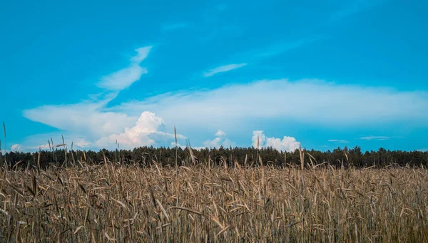 Veld Belarus Zomer — Stockfoto