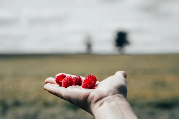 Tarlanın arka planında böğürtlen hasadı