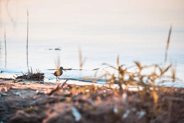 Een Vogel Loopt Langs Kust — Stockfoto