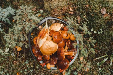 Ormanlarda sonbahar hasadı