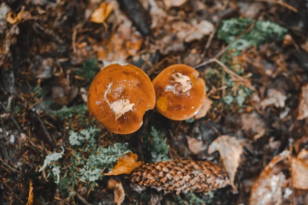 Ormanlarda sonbahar hasadı