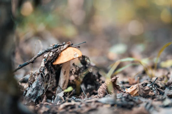 Herfstoogst Bossen — Stockfoto