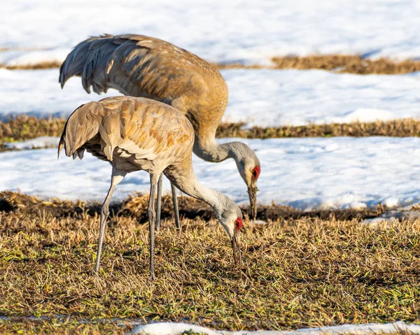 İki kum tepesi turnası (Antigone canadensis) gün batımında kar ve çimlerle tarlada