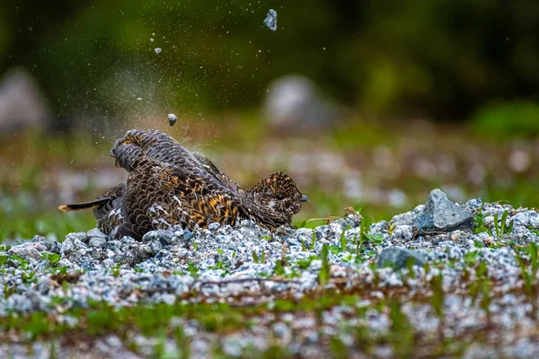 Dişi ladin tavuğu (Falcipennis canadensis) uçan çakıl taşlarıyla kum banyosu yapar.